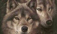 The Wolf's Death